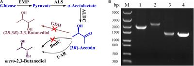 Metabolic Engineering of Bacillus licheniformis for Production of Acetoin